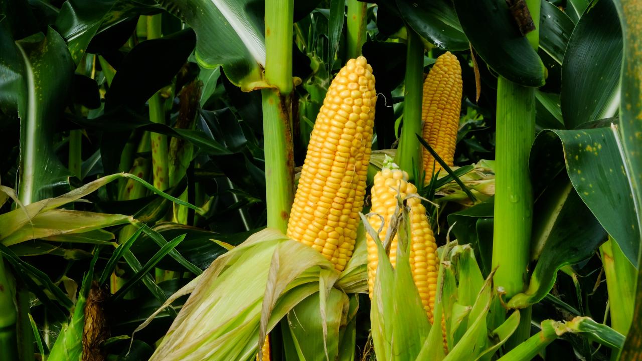 Read more about the article Nature for Green Development (N4GD) Sustainable NRM for Secured Livelihood & Energy Security Project
