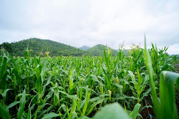 Read more about the article Gender Transformative Climate Smart Agriculture & Agri-business (CSAAB)