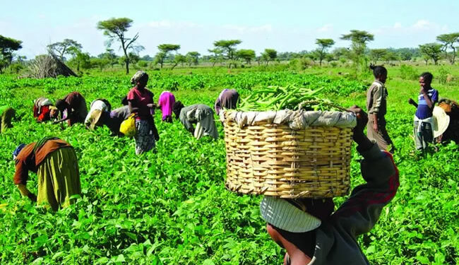 Read more about the article Promote Resilient Environment and Livelihoods of Most Vulnerable Families Through the Reduction of Food Insecurity, Migration and Youth Unemployment in Arsi, Oromia (LIVE)