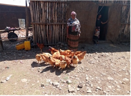Read more about the article Meseret Nuguse